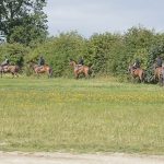 3rd Lot Gallops